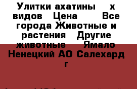 Улитки ахатины  2-х видов › Цена ­ 0 - Все города Животные и растения » Другие животные   . Ямало-Ненецкий АО,Салехард г.